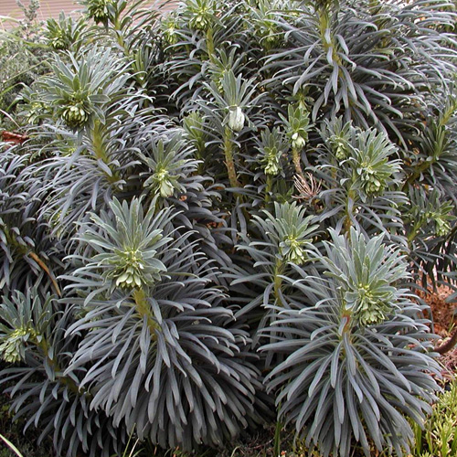 EUPHORBIA characias EUPHORBIA characias