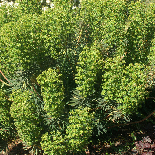 EUPHORBIA characias EUPHORBIA characias