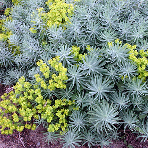 EUPHORBIA 'Copton Ash' EUPHORBIA 'Copton Ash'