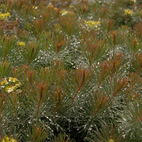 EUPHORBIA cyparissias 'Clarice Howard' EUPHORBIA cyparissias 'Clarice Howard'