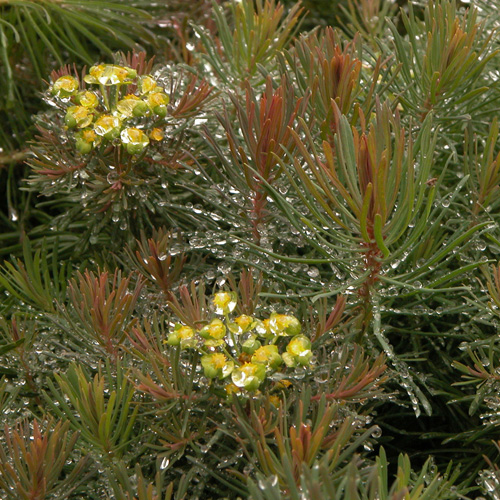 EUPHORBIA cyparissias 'Clarice Howard' EUPHORBIA cyparissias 'Clarice Howard'