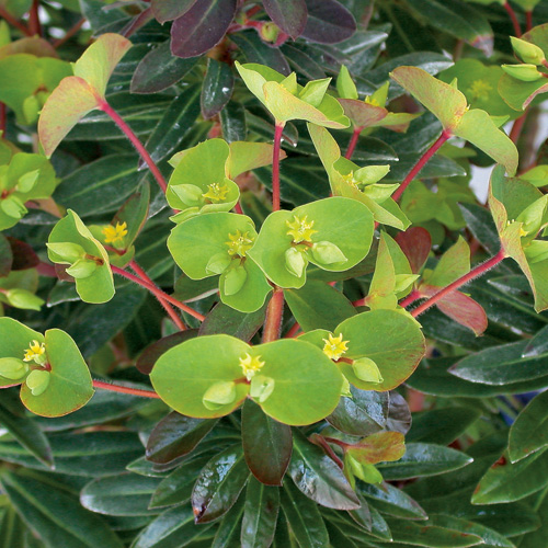 EUPHORBIA 'Efanthia' ® EUPHORBIA 'Efanthia' ®