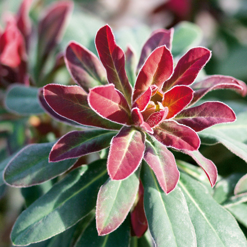 EUPHORBIA 'Efanthia' ® EUPHORBIA 'Efanthia' ®