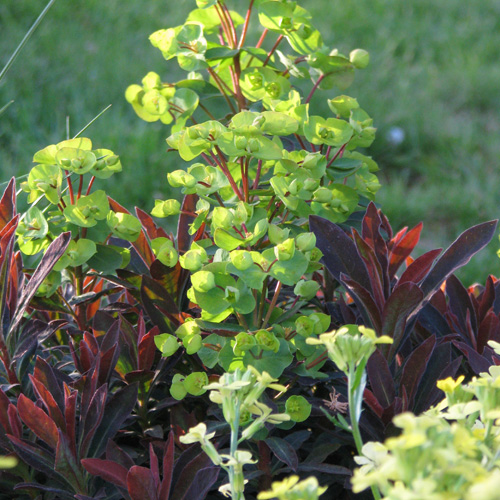 EUPHORBIA 'Efanthia' ® EUPHORBIA 'Efanthia' ®