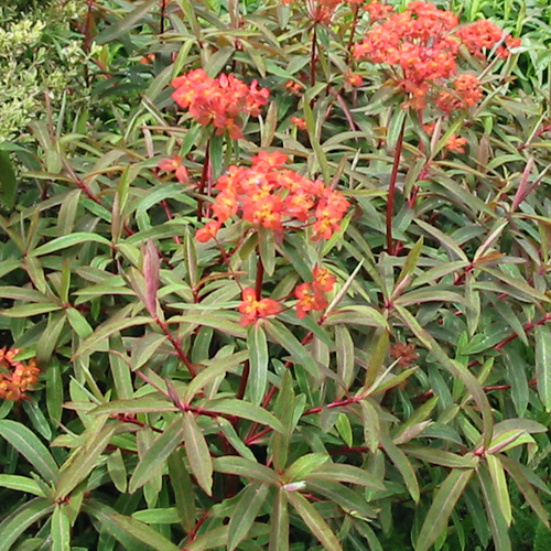 EUPHORBIA griffithii 'Fireglow' EUPHORBIA griffithii 'Fireglow'