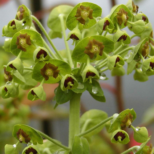 EUPHORBIA martini EUPHORBIA martini