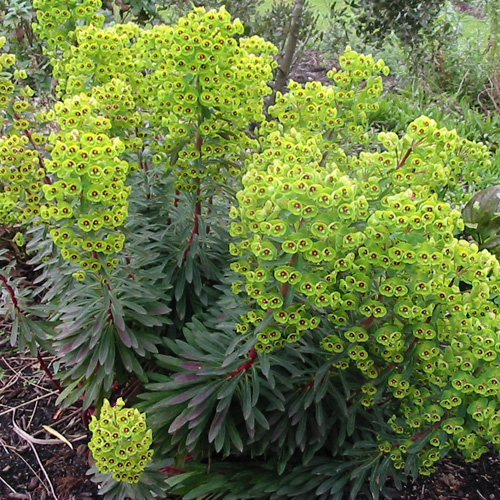 EUPHORBIA martini EUPHORBIA martini