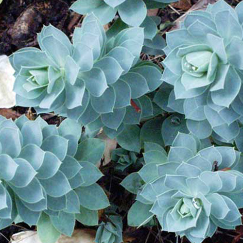 EUPHORBIA myrsinites EUPHORBIA myrsinites