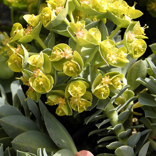 EUPHORBIA myrsinites EUPHORBIA myrsinites