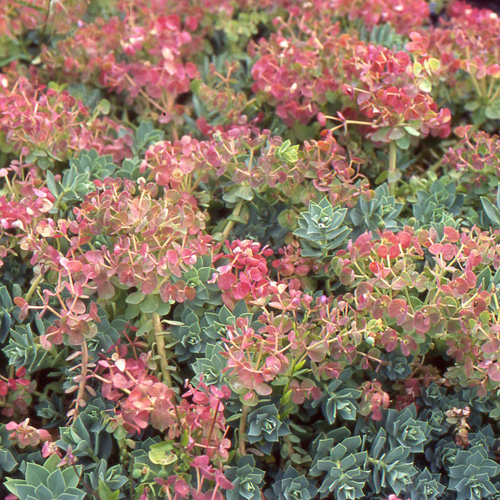 EUPHORBIA myrsinites EUPHORBIA myrsinites