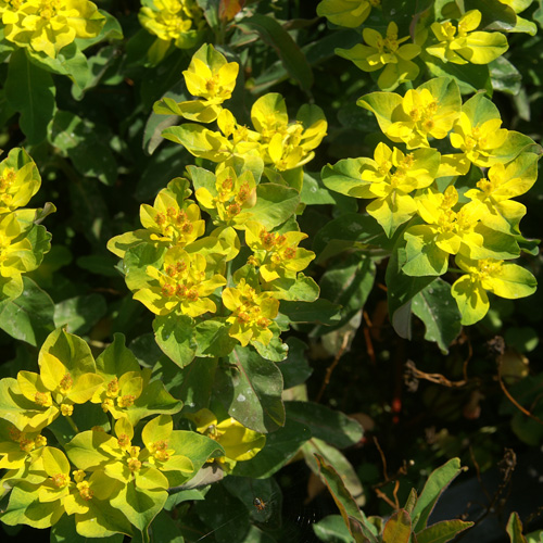 EUPHORBIA polychroma 'Purpurea' EUPHORBIA polychroma 'Purpurea'