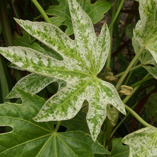 FATSIA japonica 'Spider Web' FATSIA japonica 'Spider Web'