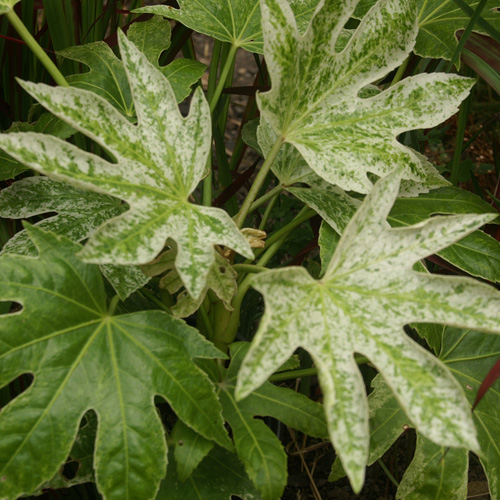 FATSIA japonica 'Spider Web' FATSIA japonica 'Spider Web'