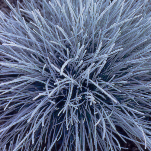 FESTUCA valesiaca 'Glaucantha' FESTUCA valesiaca 'Glaucantha'