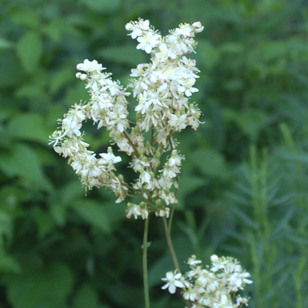 Reine des prés (Filipendula ulmaria)