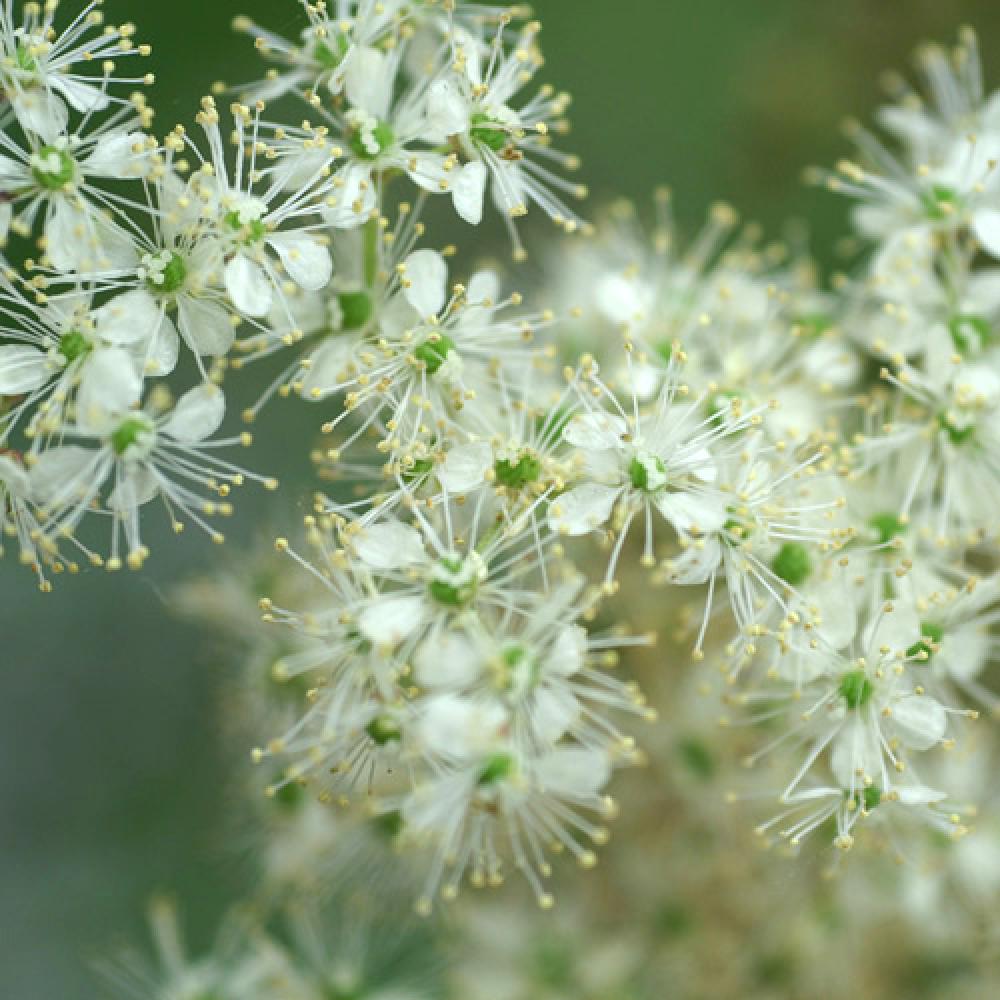 Alcoolature bio Reine des prés – Filipendula ulmaria