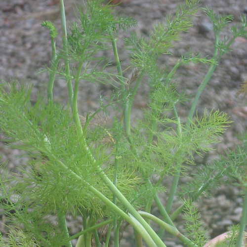 FOENICULUM vulgare FOENICULUM vulgare
