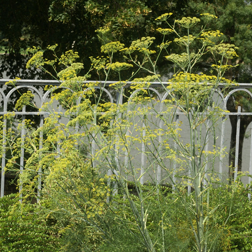 FOENICULUM vulgare FOENICULUM vulgare