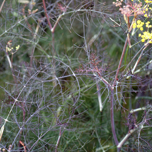 FOENICULUM vulgare 'Purpureum' FOENICULUM vulgare 'Purpureum'