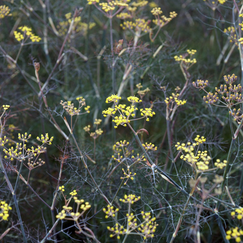 FOENICULUM vulgare 'Purpureum' FOENICULUM vulgare 'Purpureum'