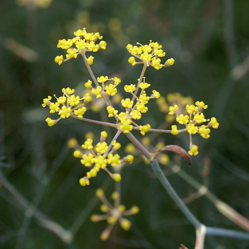 FOENICULUM vulgare 'Purpureum' FOENICULUM vulgare 'Purpureum'