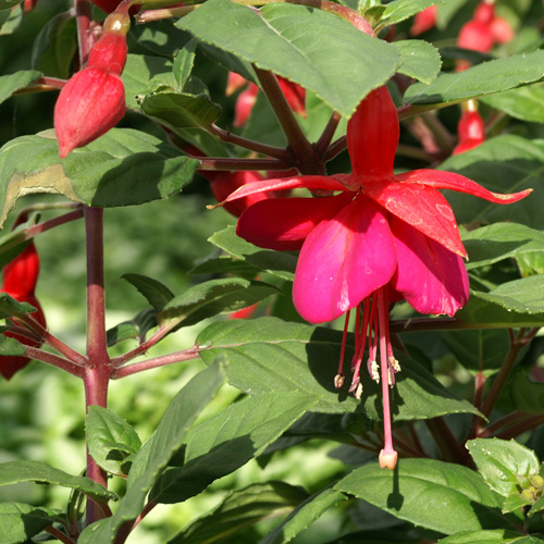 FUCHSIA 'Champion' FUCHSIA 'Champion'