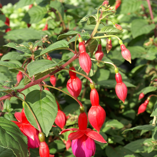 FUCHSIA 'Champion' FUCHSIA 'Champion'