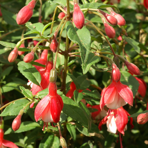 FUCHSIA 'Madame Cornelissen' FUCHSIA 'Madame Cornelissen'