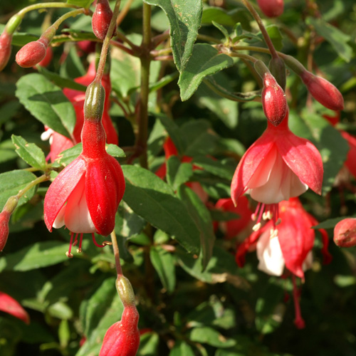 FUCHSIA 'Madame Cornelissen' FUCHSIA 'Madame Cornelissen'