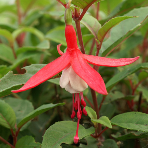 FUCHSIA 'Madame Cornelissen' FUCHSIA 'Madame Cornelissen'