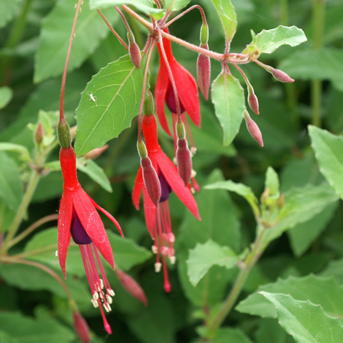 FUCHSIA magellanica var. gracilis FUCHSIA magellanica var. gracilis