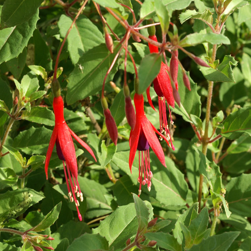 FUCHSIA magellanica var. gracilis FUCHSIA magellanica var. gracilis