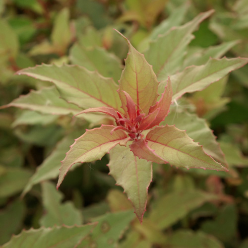 FUCHSIA magellanica 'Versicolor' ('Tricolor') FUCHSIA magellanica 'Versicolor' ('Tricolor')