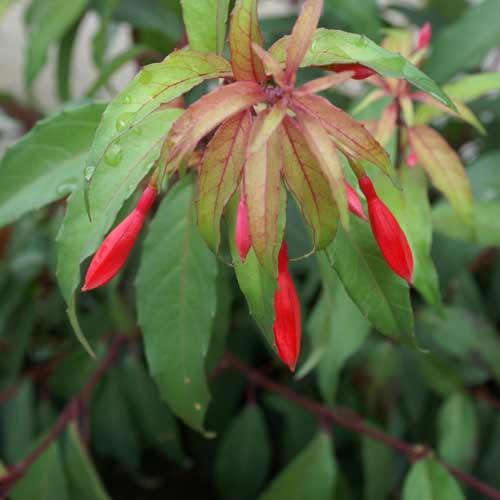 FUCHSIA regia ssp. reitzii