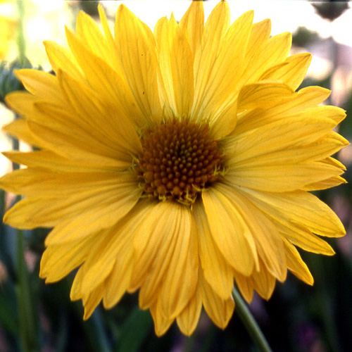 Plantes Vivaces GAILLARDIA 'Aurea Pura' (G. 'Maxima Aurea') - Gaillarde en  vente - Pépinière Lepage