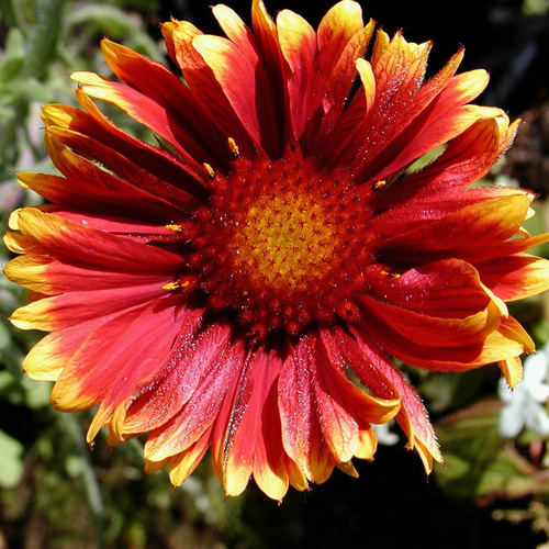 GAILLARDIA 'Kobold' GAILLARDIA 'Kobold'