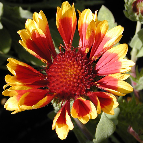 GAILLARDIA 'Kobold' GAILLARDIA 'Kobold'