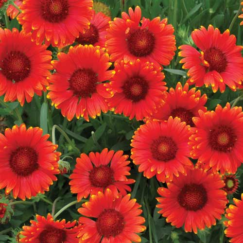 GAILLARDIA 'Red Sun' GAILLARDIA 'Red Sun'
