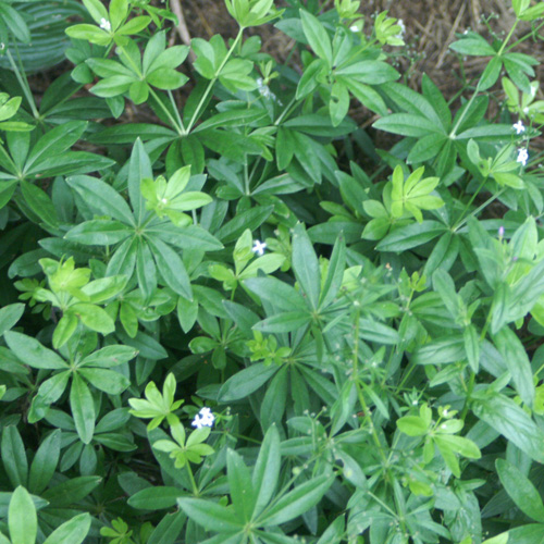 GALIUM odoratum GALIUM odoratum