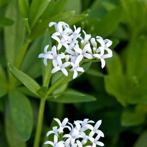 GALIUM odoratum GALIUM odoratum