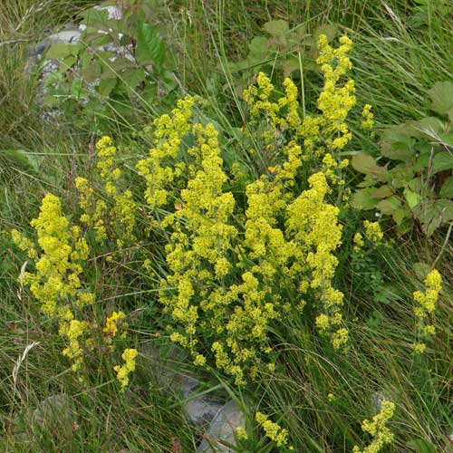 GALIUM verum GALIUM verum