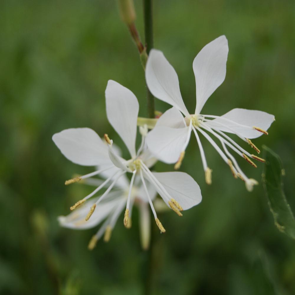 Plantes Vivaces GAURA lindheimeri 'Sparkle White' - en vente - Pépinière  Lepage