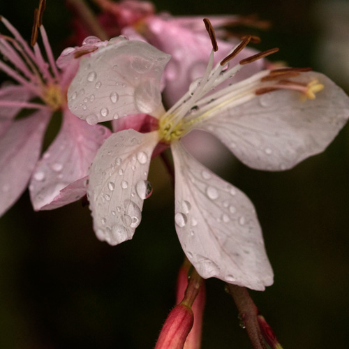 GAURA lindheimeri GAURA lindheimeri