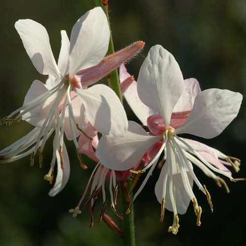GAURA lindheimeri GAURA lindheimeri