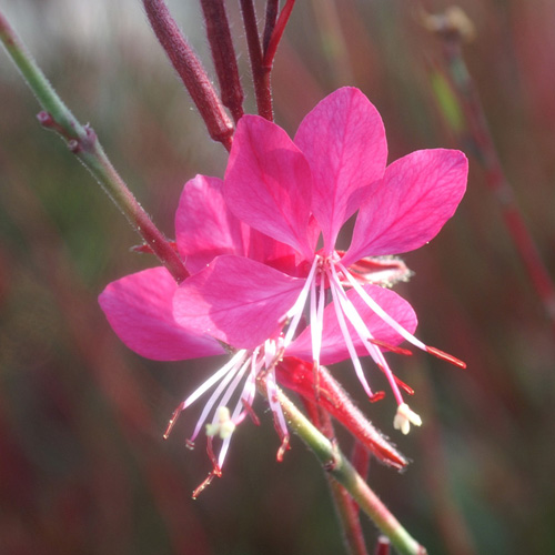 GAURA lindheimeri 'Crimson Butterflies' ® GAURA lindheimeri 'Crimson Butterflies' ®