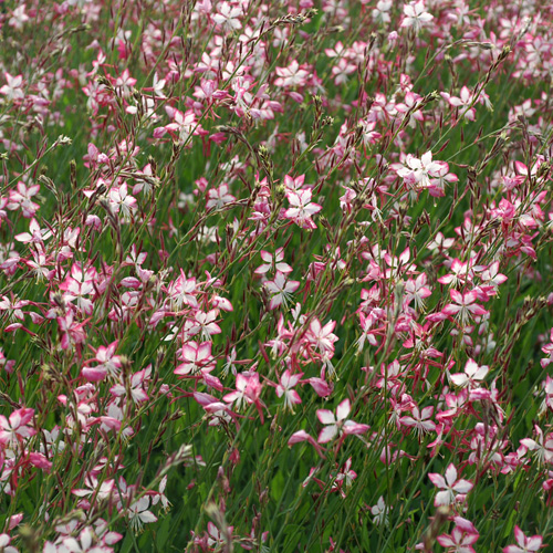 Plantes Vivaces GAURA lindheimeri 'Rosyjane' ® - en vente - Pépinière Lepage