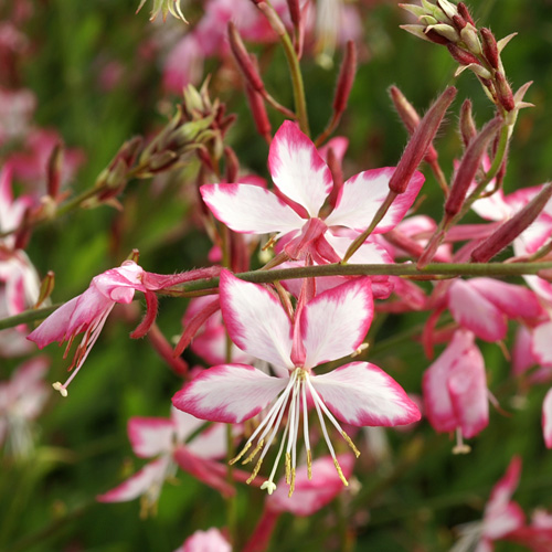 Plantes Vivaces GAURA lindheimeri 'Rosyjane' ® - en vente - Pépinière Lepage