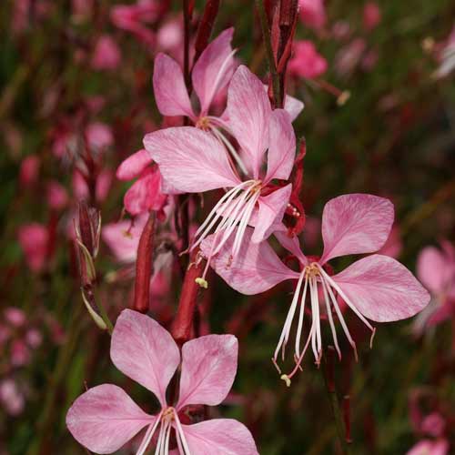 GAURA lindheimeri 'Tutti Frutti' GAURA lindheimeri 'Tutti Frutti'
