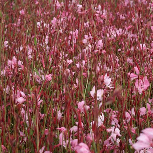 GAURA lindheimeri 'Tutti Frutti' GAURA lindheimeri 'Tutti Frutti'