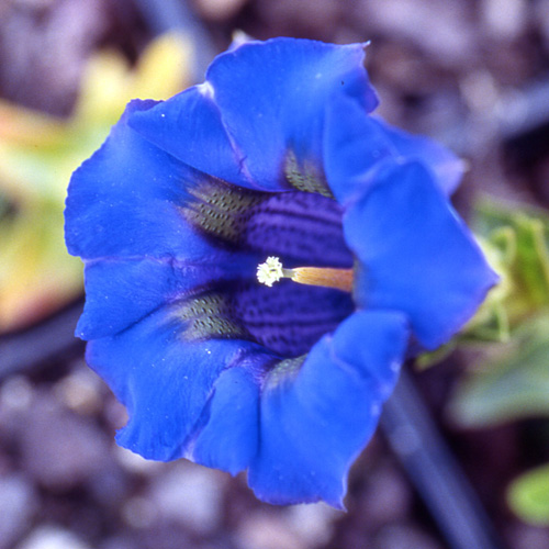 GENTIANA acaulis GENTIANA acaulis